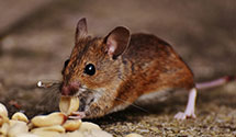 24 Hour & Emergency Exterminators in Land O Lakes, WI